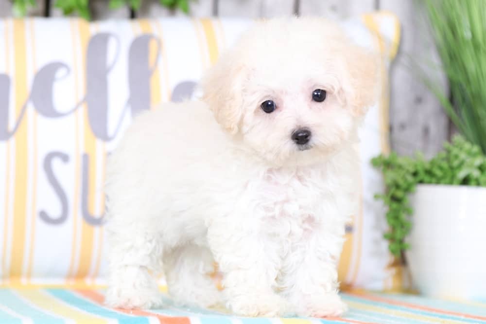 poochon puppies for sale