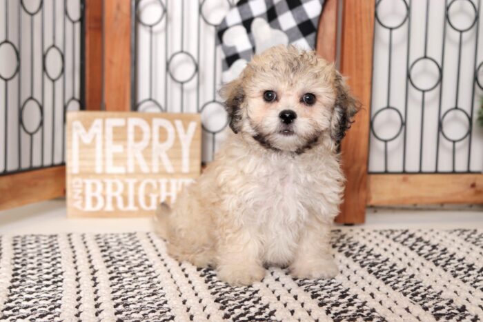 Monica- Pleasant Little Cream/Brown Female Teddy Bear Puppy