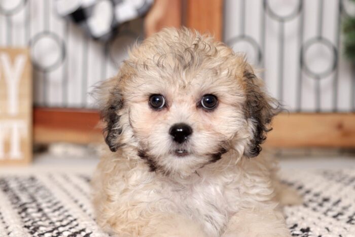 Monica- Pleasant Little Cream/Brown Female Teddy Bear Puppy - Image 2