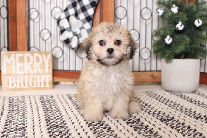 Monica- Pleasant Little Cream/Brown Female Teddy Bear Puppy - Image 3