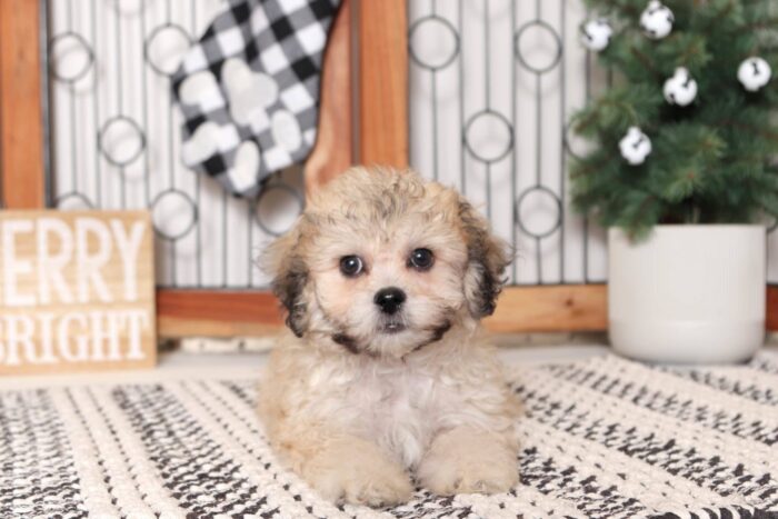 Monica- Pleasant Little Cream/Brown Female Teddy Bear Puppy - Image 4