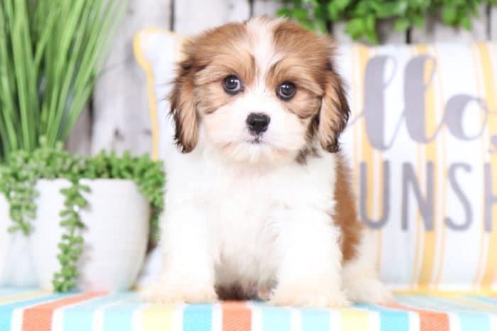 Mops - Fluffy Cavachon