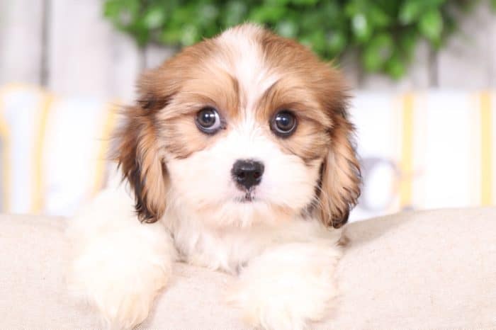 Mops - Fluffy Cavachon - Image 2