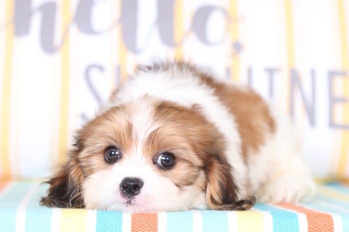 Mops - Fluffy Cavachon - Image 3