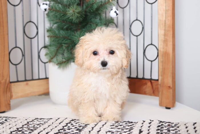 Morgan - Loving Female Poochon Puppy