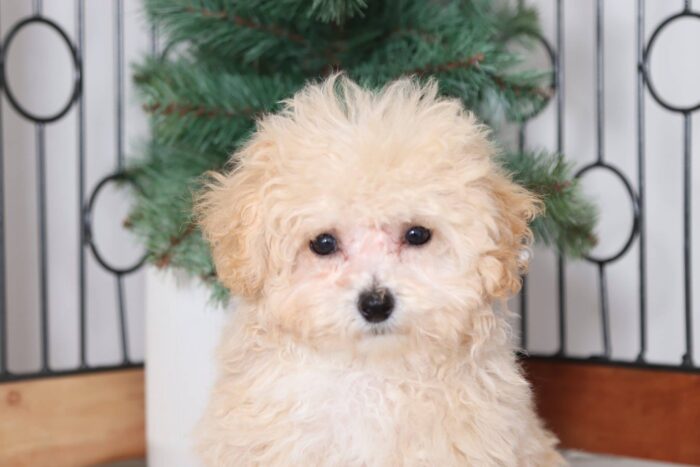Morgan - Loving Female Poochon Puppy - Image 2