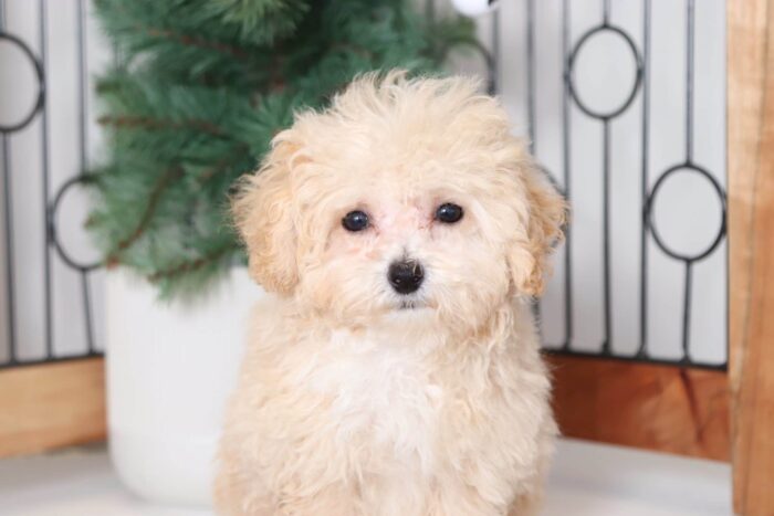 Morgan - Loving Female Poochon Puppy - Image 3