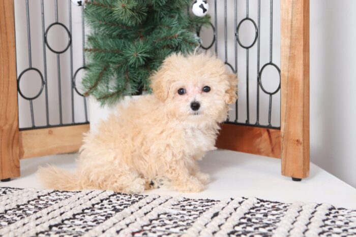 Morgan - Loving Female Poochon Puppy - Image 4