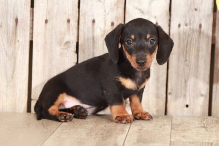 Mowgli - Stunning Dachshund