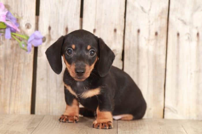Mowgli - Stunning Dachshund - Image 5