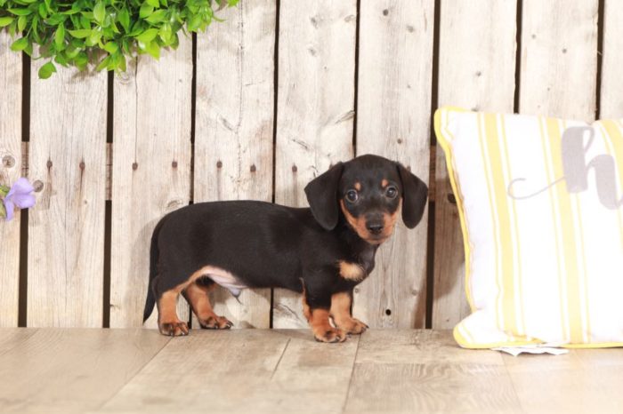 Mowgli - Stunning Dachshund - Image 4