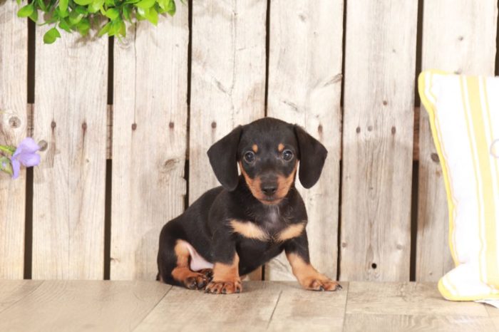 Mowgli - Stunning Dachshund - Image 3
