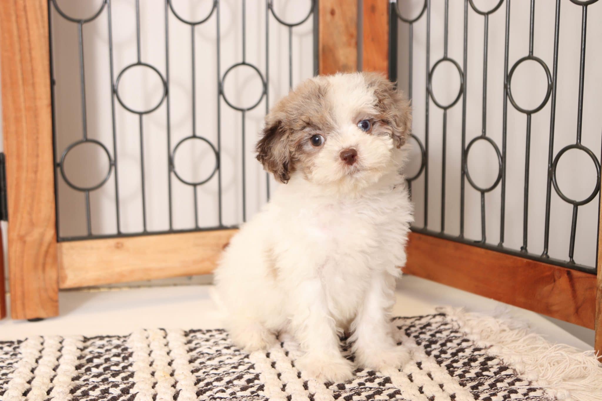 Myra - Loving Little Female Chocolate Merle F1B Shihpoo Puppy - Image 2
