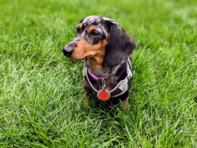 long haired dapple dachshund on a grassy field