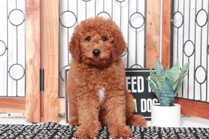 Nash - Handsome Red Male F1B Mini Goldendoodle