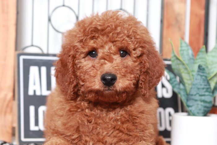 Nash - Handsome Red Male F1B Mini Goldendoodle - Image 2