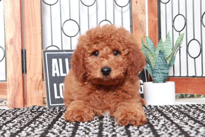 Nash - Handsome Red Male F1B Mini Goldendoodle - Image 3