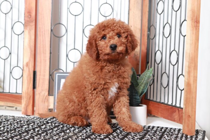 Nash - Handsome Red Male F1B Mini Goldendoodle - Image 4