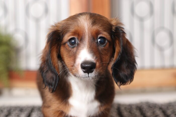 Nathan- Great Little Male ACA Dachshund Puppy - Image 2