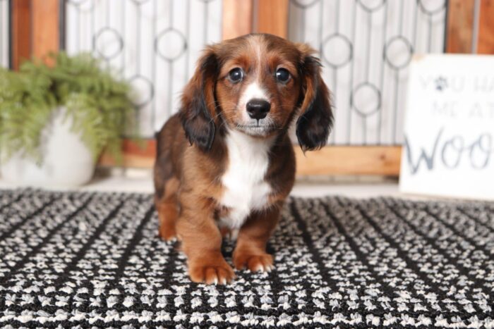 Nathan- Great Little Male ACA Dachshund Puppy - Image 3