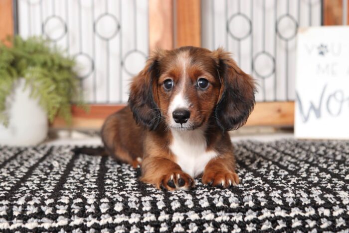 Nathan- Great Little Male ACA Dachshund Puppy - Image 4