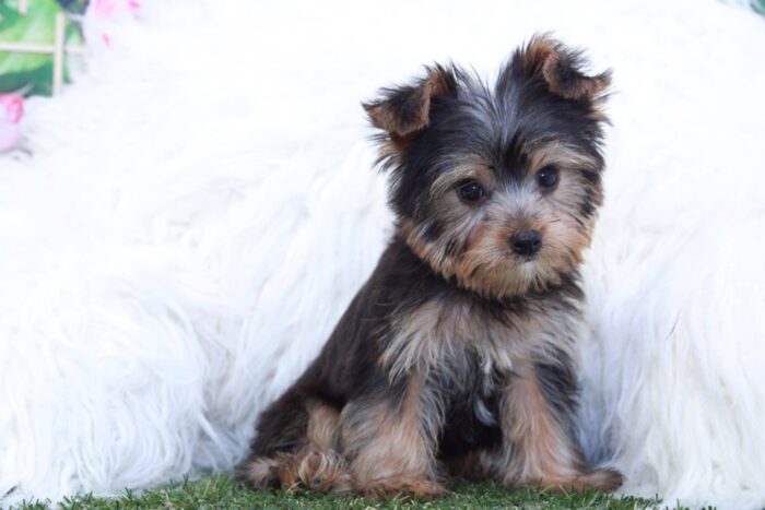 Nellie- Gorgeous Female Yorkie Puppy - Image 3