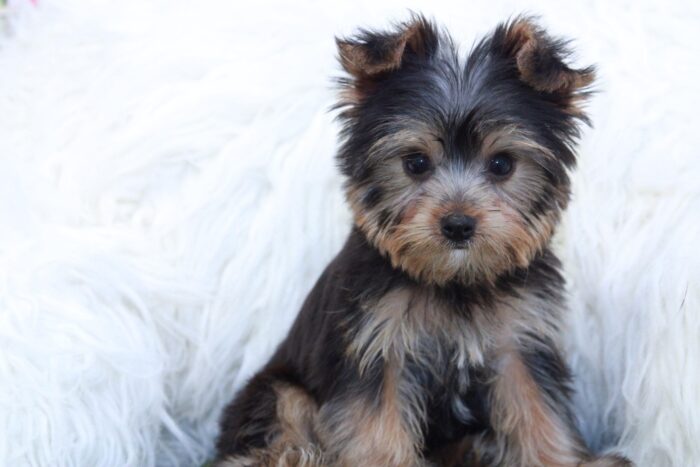 Nellie- Gorgeous Female Yorkie Puppy