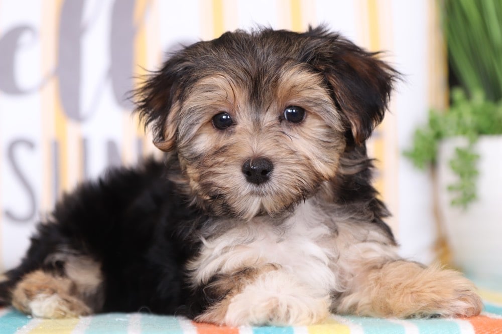 morkie hypoallergenic