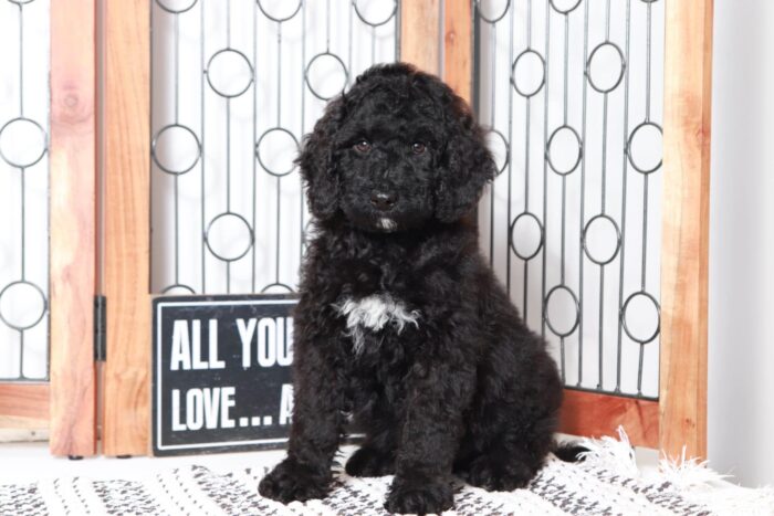Nelson- Amazing Black Portadoodle Puppy
