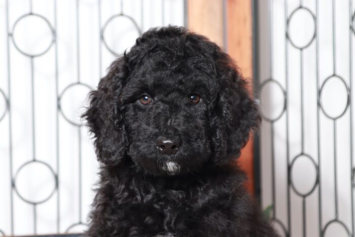 Nelson- Amazing Black Portadoodle Puppy - Image 2