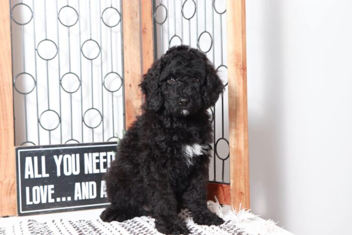Nelson- Amazing Black Portadoodle Puppy - Image 3