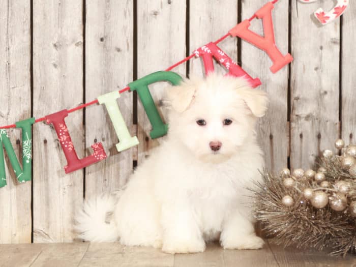 Neo - Loyal Maltese