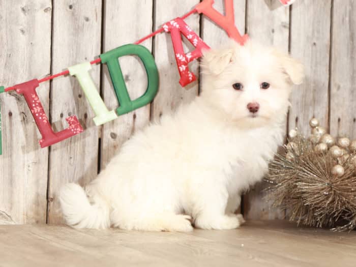 Neo - Loyal Maltese - Image 2