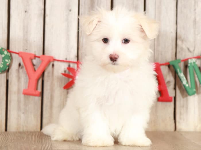 Neo - Loyal Maltese - Image 3