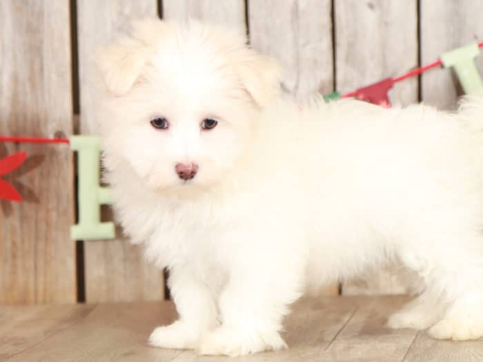 Neo - Loyal Maltese - Image 4