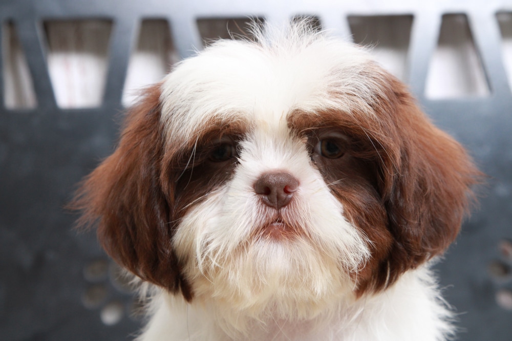 Nessa - Delightful ACA Tri Female Shih-Tzu Puppy - Image 4
