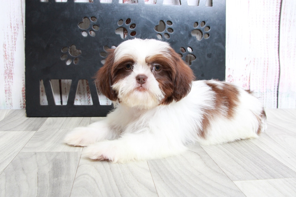 Nessa - Delightful ACA Tri Female Shih-Tzu Puppy