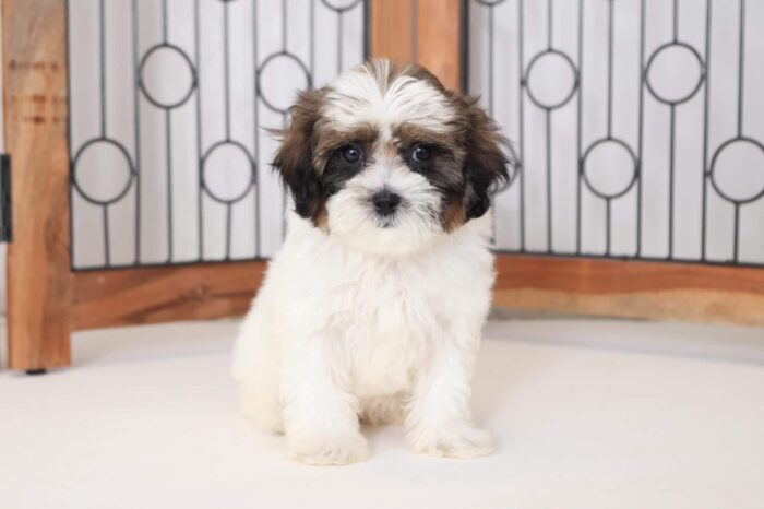 Nessie - Sweet Female Shih-Poo Puppy