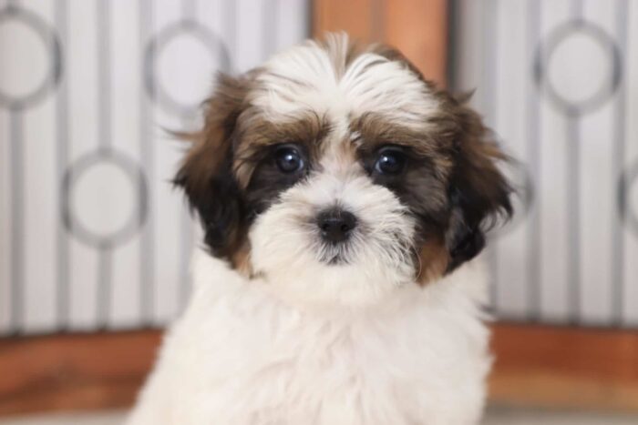 Nessie - Sweet Female Shih-Poo Puppy - Image 2