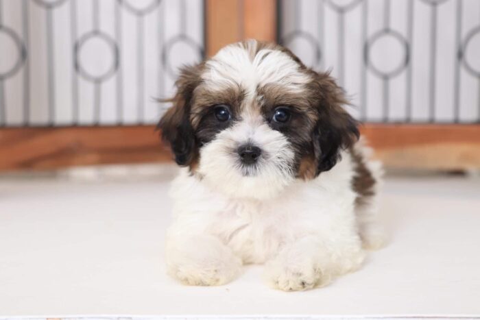 Nessie - Sweet Female Shih-Poo Puppy - Image 3