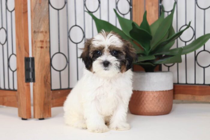 Nessie - Sweet Female Shih-Poo Puppy - Image 4