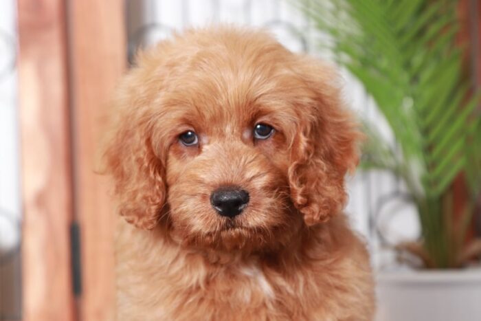 Newton - Great Tan Male Mini F1B Goldendoodle Puppy - Image 2