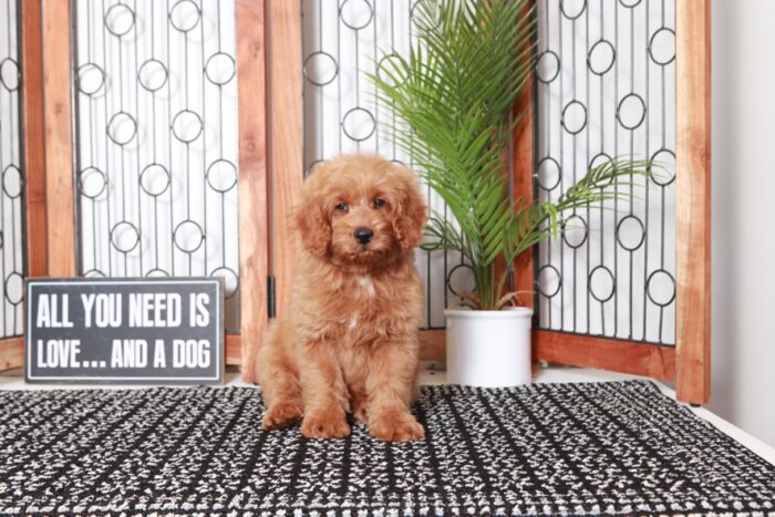 Newton - Great Tan Male Mini F1B Goldendoodle Puppy - Image 3