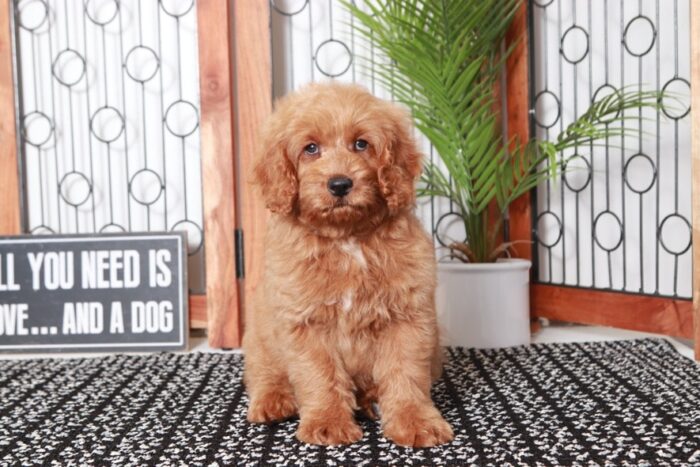 Newton - Great Tan Male Mini F1B Goldendoodle Puppy - Image 4