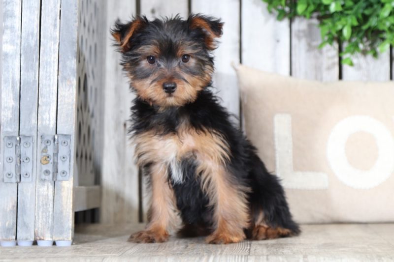 Nicholas Adorable Yorkie Puppy (RESCUE) Puppies Online