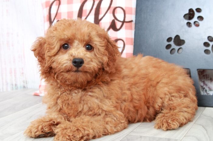Nick - Handsome Red Male Mini Poodle