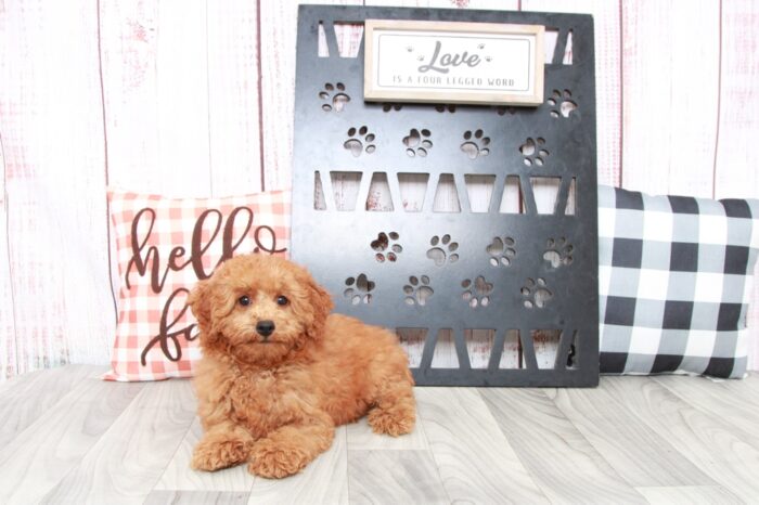 Nick - Handsome Red Male Mini Poodle - Image 2