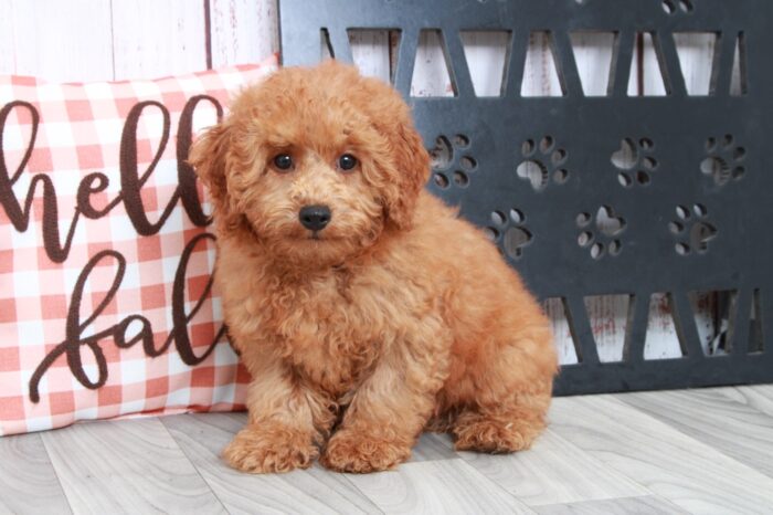 Nick - Handsome Red Male Mini Poodle - Image 5