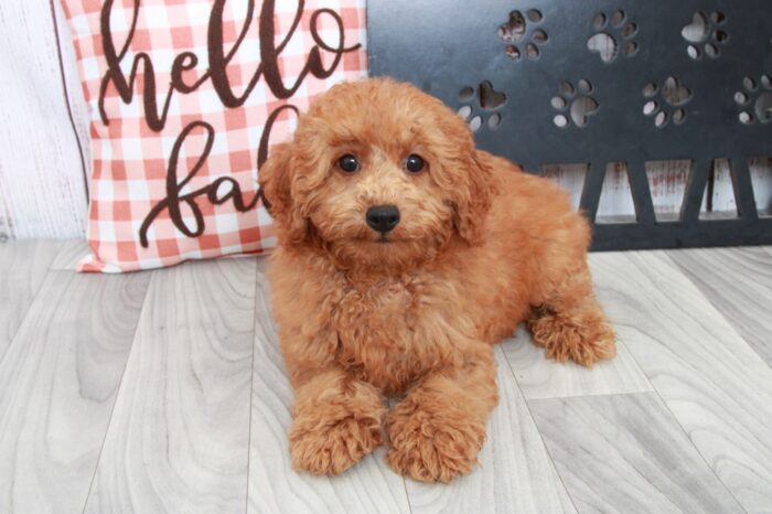 Nick - Handsome Red Male Mini Poodle - Image 4