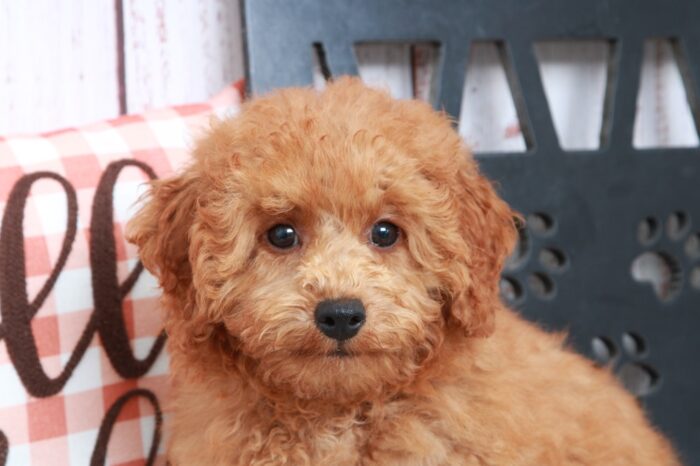 Nick - Handsome Red Male Mini Poodle - Image 3